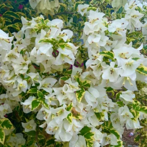 White Variegated Bougainvillea Plant - Flowering Plant - 4-7 Inches - Balcony Garden