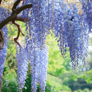 Wisteria Perennial Potted Plant - Flowering Vine - Ready to Plant