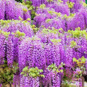Wisteria Perennial Potted Plant - Flowering Vine - Ready to Plant