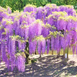Wisteria Tree Live Plant - 2.5 Inch Pot Potted Flowering Tree