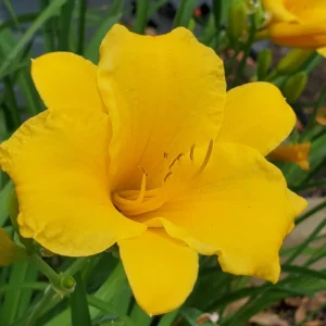 Yellow Daylily Flower Plants - 5 Cold Hardy Perennial Bare Root Bulbs