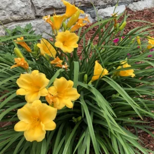 Yellow Daylily Flower Plants - 5 Cold Hardy Perennial Bare Root Bulbs
