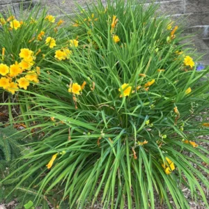 Yellow Daylily Flower Plants - 5 Cold Hardy Perennial Bare Root Bulbs