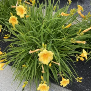 Yellow Daylily Flower Plants - 5 Cold Hardy Perennial Bare Root Bulbs