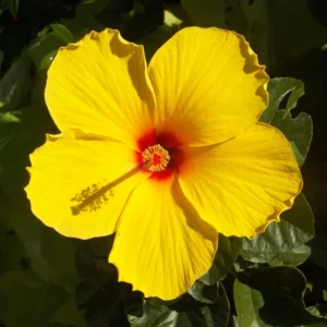 Yellow Hibiscus Plant - 4-6 Inch Tall - Tropical Beauty