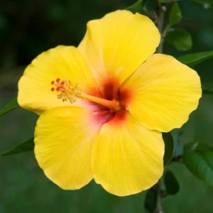 Yellow Hibiscus Plant - 4-6 Inch Tall - Tropical Beauty