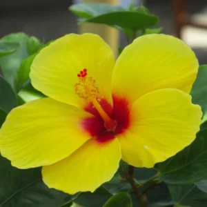 Yellow Hibiscus Plant - 4-6 Inch Tall - Tropical Beauty