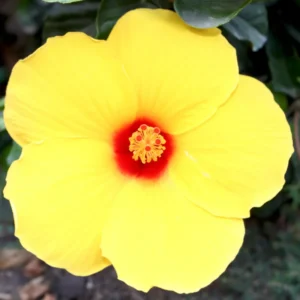 Yellow Hibiscus Plant - 4-6 Inch Tall - Tropical Beauty
