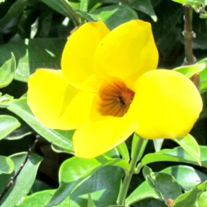 Yellow Mandevilla Plant - 5-7 Inch Tall Flowering Vine