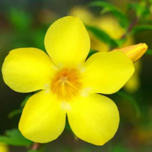 Yellow Mandevilla Plant - 5-7 Inch Tall Flowering Vine