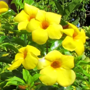 Yellow Mandevilla Plant - 5-7 Inch Tall Flowering Vine