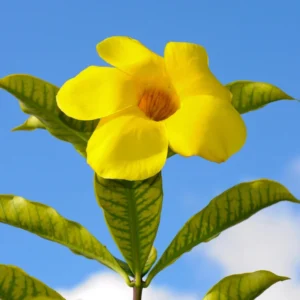 Yellow Mandevilla Plant - 5-7 Inch Tall Flowering Vine