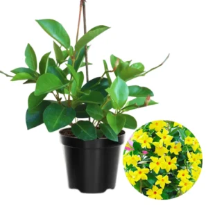 Yellow Mandevilla Vine Plants - 3 Live Starter Plants 5-8 Inch Tropical Vines