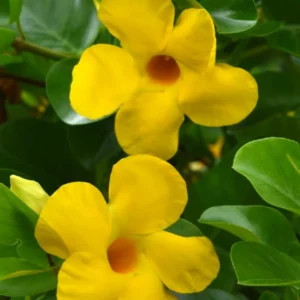 Yellow Mandevilla Vine Plants - 3 Live Starter Plants 5-8 Inch Tropical Vines