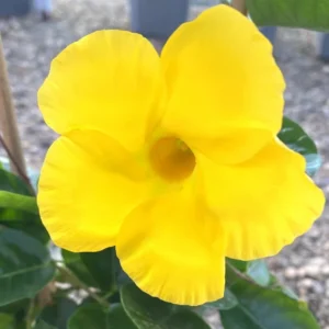 Yellow Mandevilla Vine Plants - 3 Live Starter Plants 5-8 Inch Tropical Vines