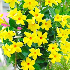 Yellow Mandevilla Vine Plants - 3 Live Starter Plants 5-8 Inch Tropical Vines