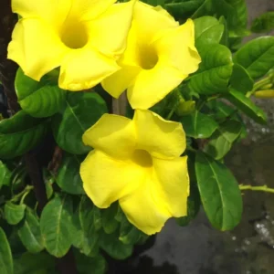Yellow Mandevilla Vine Plants - 3 Live Starter Plants 5-8 Inch Tropical Vines