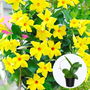 Yellow Mandevilla Vine Plants - Set of 3 Live Plants 5-7 Inches Tall - Garden Flower