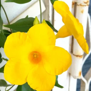 Yellow Mandevilla Vine Plants - Set of 3 Live Plants 5-7 Inches Tall - Garden Flower