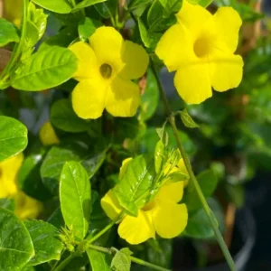 Yellow Mandevilla Vine Plants - Set of 3 Live Plants 5-7 Inches Tall - Garden Flower