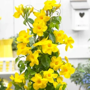 Yellow Mandevilla Vine Plants - Set of 3 Live Plants 5-7 Inches Tall - Garden Flower