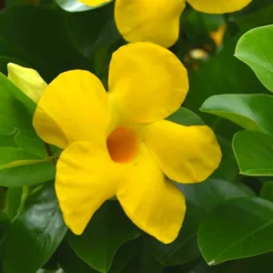 Yellow Mandevilla Vine Plants - Set of 3 Live Plants 5-7 Inches Tall - Garden Flower