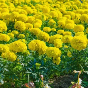 Yellow Marigold Plants - 3 Live Starter Flowers, 5-8 Inches, Garden Ready
