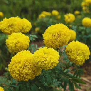 Yellow Marigold Plants - 3 Live Starter Flowers, 5-8 Inches, Garden Ready