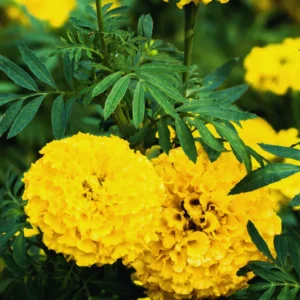 Yellow Marigold Plants - 3 Live Starter Flowers, 5-8 Inches, Garden Ready
