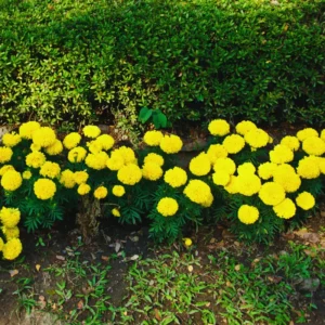 Yellow Marigold Plants - 3 Live Starter Flowers, 5-8 Inches, Garden Ready