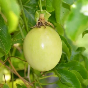 Yellow Passion Fruit Live Plant - Fruit Vine Starter Plant - 5-7 Inch - Garden Ready