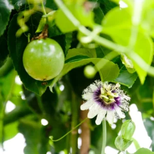 Yellow Passion Fruit Live Plant - Fruit Vine Starter Plant - 5-7 Inch - Garden Ready