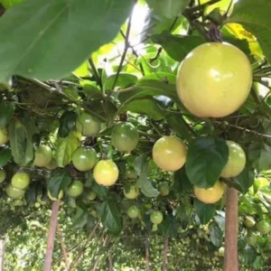 Yellow Passion Fruit Live Plant - Fruit Vine Starter Plant - 5-7 Inch - Garden Ready