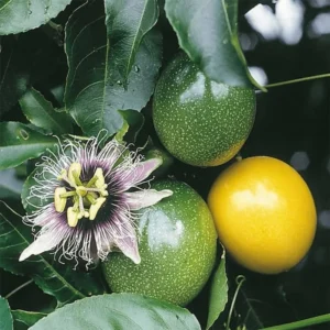Yellow Passion Fruit Plant Live - 6-8 Inch Passionfruit Vine Edible Fruit Tree