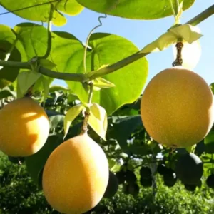 Yellow Passion Fruit Plant Live - 6-8 Inch Passionfruit Vine Edible Fruit Tree