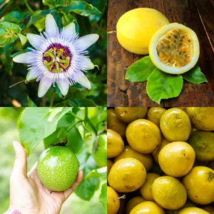 Yellow Passion Fruit Plant Live - 6-8 Inch Passionfruit Vine Edible Fruit Tree