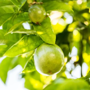 Yellow Passion Fruit Plant Live - 6-8 Inch Passionfruit Vine Edible Fruit Tree