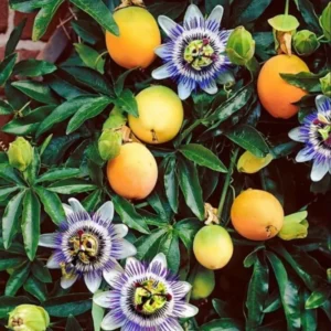 Yellow Passion Fruit Tree Live Plant - Edible Passionfruit Vine - 5-9 Inches