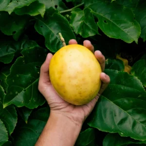 Yellow Passion Fruit Tree Live Plant - Edible Passionfruit Vine - 5-9 Inches