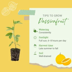 Yellow Passion Fruit Tree Live Plant - Edible Passionfruit Vine - 5-9 Inches