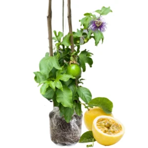 Yellow Passionfruit Plant Live Vine - Fruiting Passion Fruit Tree