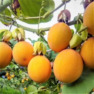 Yellow Passionfruit Plant Live Vine - Fruiting Passion Fruit Tree