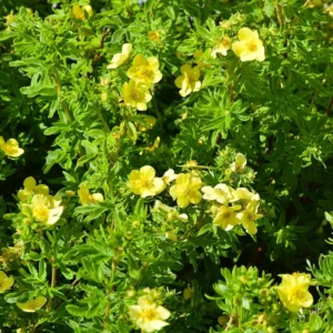 Yellow Potentilla Plant - 2.5 Inch Potted Plant - Flowering Shrub