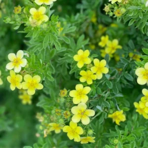 Yellow Potentilla Plant - 2.5 Inch Potted Plant - Flowering Shrub