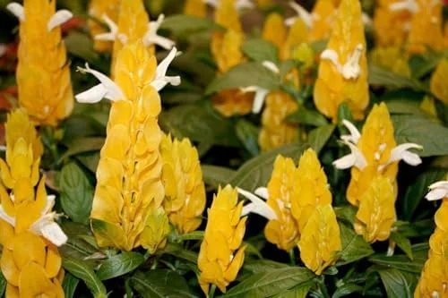 Yellow Shrimp Plant Set - 4 Live Plants, 4-6 Inch, Garden Ready