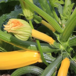 Yellow Squash Plant - 4 Inch Pot - Vegetable Garden Ready