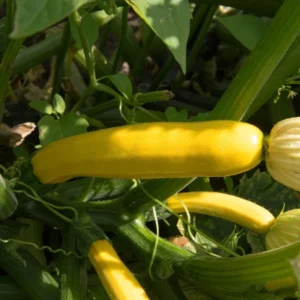 Yellow Squash Plant - 4 Inch Pot - Vegetable Garden Ready