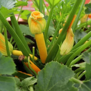Yellow Squash Plant - 4 Inch Pot - Vegetable Garden Ready