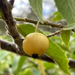Yellow Strawberry Tree - 2 to 3 Feet Plant in Pot - Unique Fruit Tree