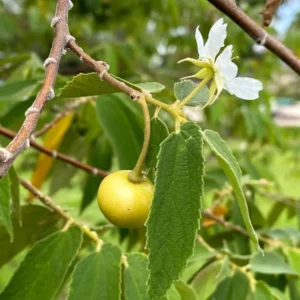 Yellow Strawberry Tree - 2 to 3 Feet Plant in Pot - Unique Fruit Tree